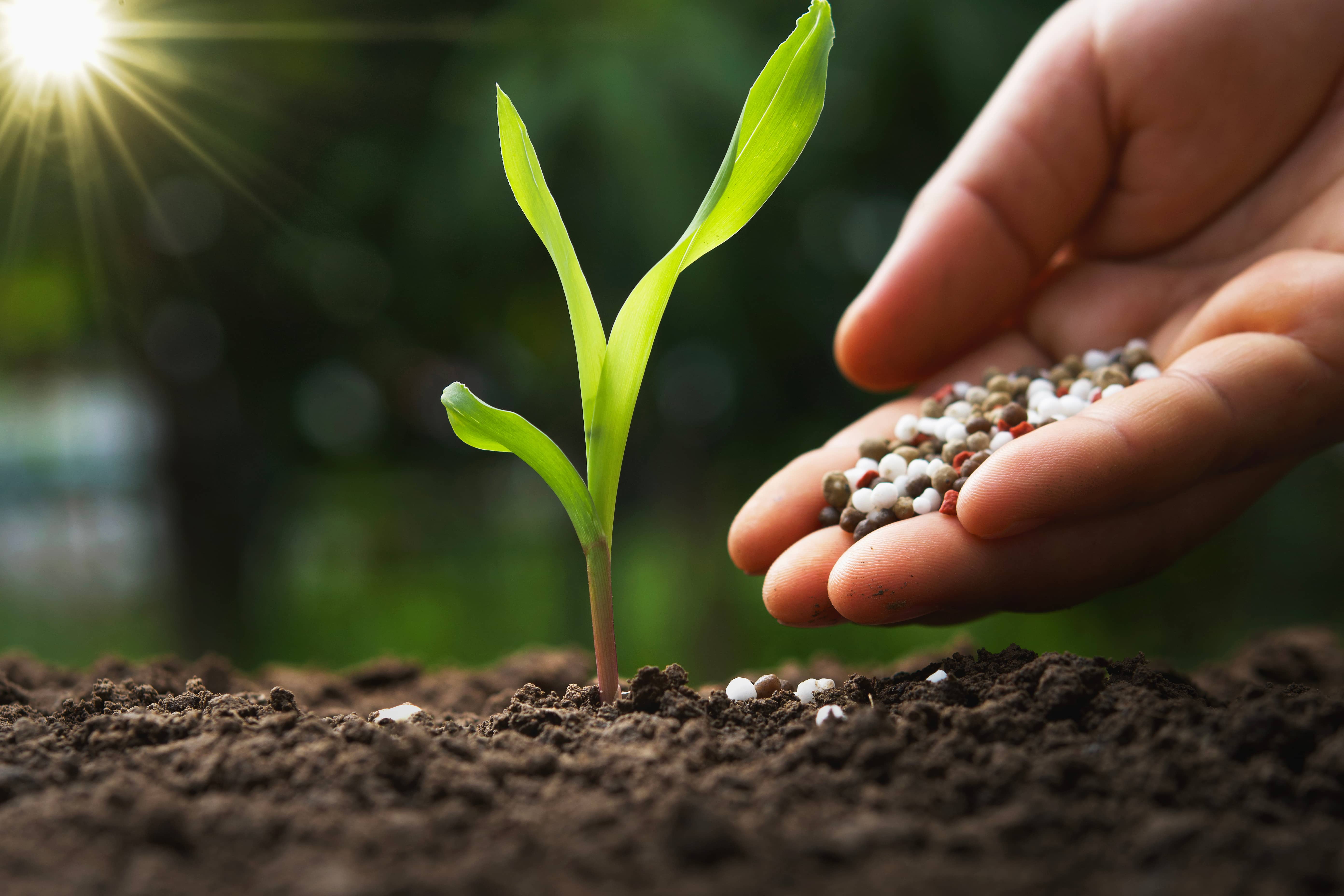 Fertilizantes